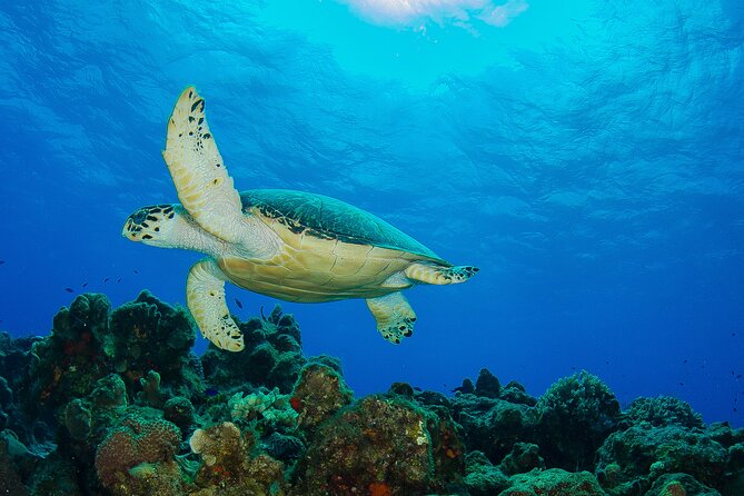 2 dives in Cozumel (for certified divers only) - Reef Life, Coral Structure, and What to Expect Underwater