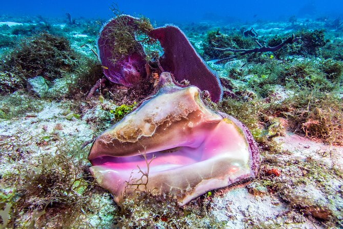 2 dives in Cozumel (for certified divers only) - Guide Quality: Why Names Like Andres, Camille, and Ducky Matter