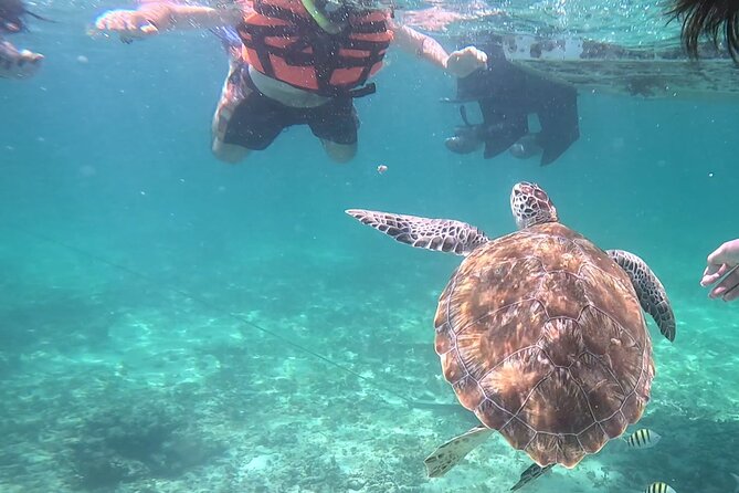 2-Hour Snorkeling in Two Spots of Tulum's Reef - Stop One: Where Turtles Stay Curious and Stingrays Show Up