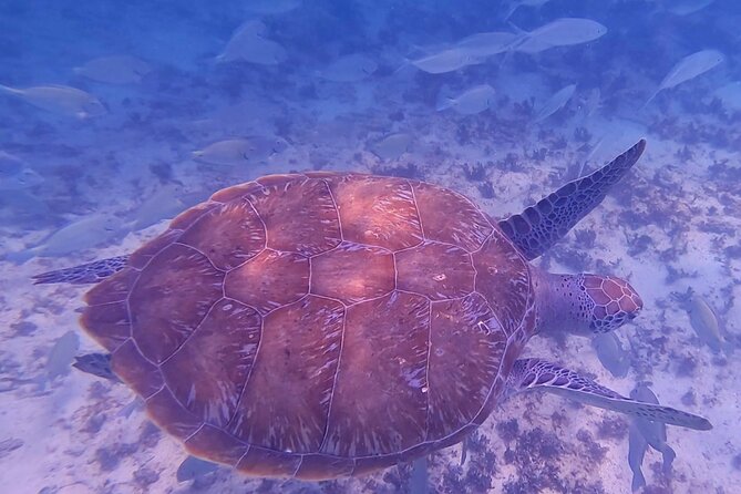 2-Hour Snorkeling in Two Spots of Tulum's Reef - Meeting Point Reality: Getting Through Jaguar Park Without Losing Time