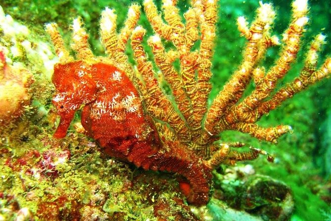 2 Tank Boat Dives for Certified Divers - Marine Life You Can Expect to Look For (and How to Make Sightings More Likely)