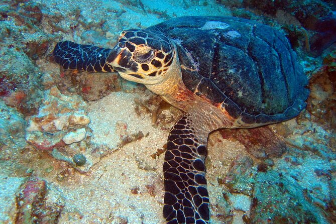 2 Tank Boat Dives for Certified Divers - Who Should Book This (and Who Might Want Another Option)