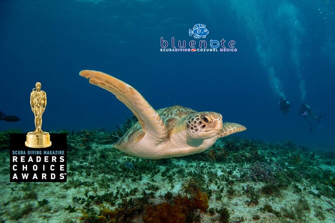 2 Tank Morning Dive: Scuba Diving in Cozumel - Cozumel’s Reefs, the Two-Site Plan, and Why It Works