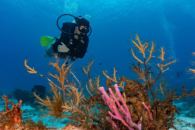 2 Tank Morning Dive: Scuba Diving in Cozumel - Reef Session One: Drift-Style Water Time on Santa Rosa (and Coral Tunnels)
