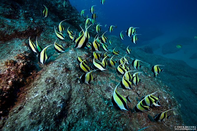 2-Tank Scuba Dive in Cabo San Lucas Reserve for Certified Divers - Why This Cabo Plan Works: Short Boat Time, Big Underwater Payoff