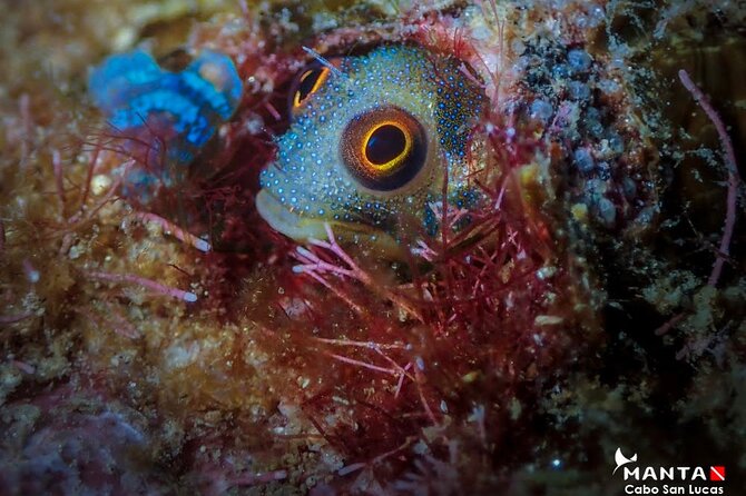 2-Tank Scuba Dive in Cabo San Lucas Reserve for Certified Divers - Tank Two: Good Conditions in the Bay and a Chance to Spot More