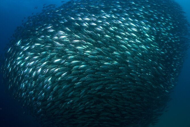 2-Tank Scuba Dive in Cabo San Lucas Reserve for Certified Divers - Price and Value: What $138 Covers, and What Costs Extra