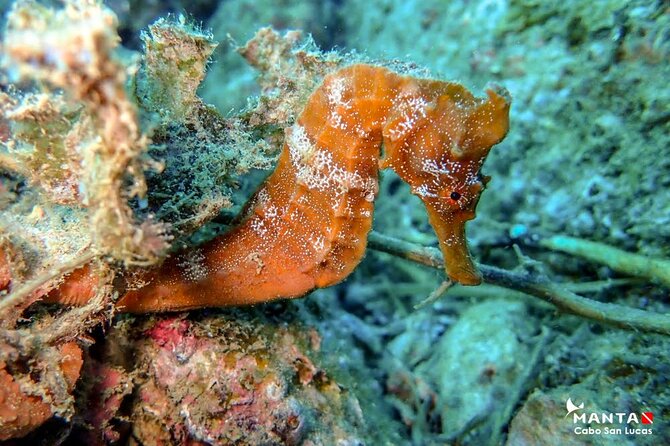 2-Tank Scuba Dive in Cabo San Lucas Reserve for Certified Divers - Who Should Book This Tour, and Who Might Want a Different Option