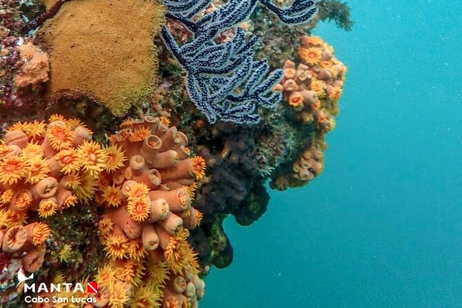 2-Tank Scuba Dive in Cabo San Lucas Reserve for Certified Divers - Final Call: Should You Book This 2-Tank Scuba Tour in Cabo San Lucas?