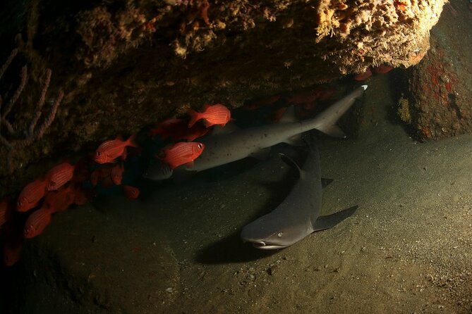 2-Tank Scuba Dive in Cabo San Lucas Reserve for Certified Divers - FAQ