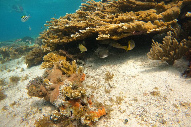 3 Hours VIP Semiprivate Tour Isla Mujeres Full Snorkeling Experience - Semi-Private Really Means Less Crowding on the Water