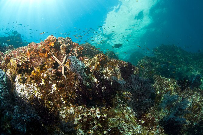 3-Tank Scuba in Marine Reserve and Corridor for Certified Divers - Tank 1 in the Marine Park area: canyon-style topography and changing conditions