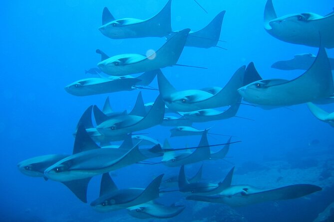 3-Tank Scuba in Marine Reserve and Corridor for Certified Divers - Tank 2: Whale’s Head currents and the Arch of Cabo San Lucas