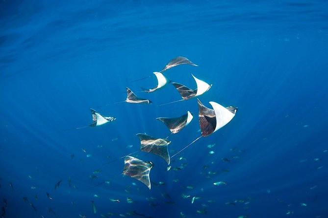 3-Tank Scuba in Marine Reserve and Corridor for Certified Divers - Guides, safety, and that calm you want on a three-tank day