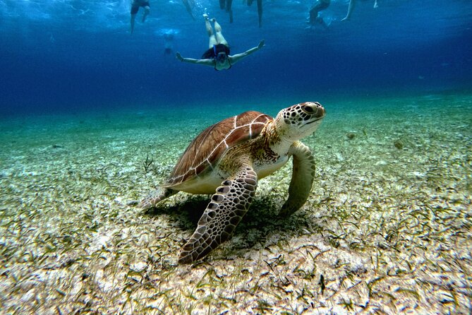 4 Hour Cozumel Turtle Sanctuary Experience on a Luxury Catamarán - A 4-Hour Catamaran Route Built for Reef Life