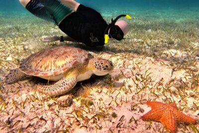 4 Hour Cozumel Turtle Sanctuary Experience on a Luxury Catamarán