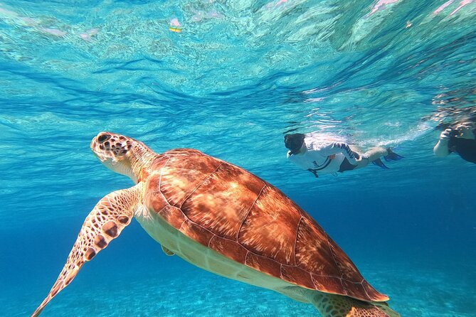 4 Hour Cozumel Turtle Sanctuary Experience on a Luxury Catamarán - El Cielo Starfish Sanctuary: Why White Sand Makes It Easier