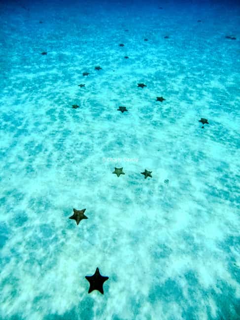 4 Hour Turtle Sanctuary Experience on a Luxury Catamarán - Snorkel Rules, Sunscreen Limits, and Packing What You’ll Actually Need