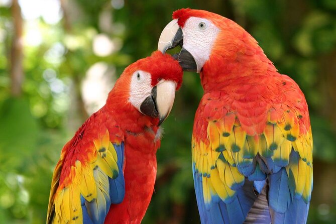 4-in-1 Cenote Tour Guided Experience with Breakfast, Lunch & Wine - The small-group format, pickup flow, and timing you should expect