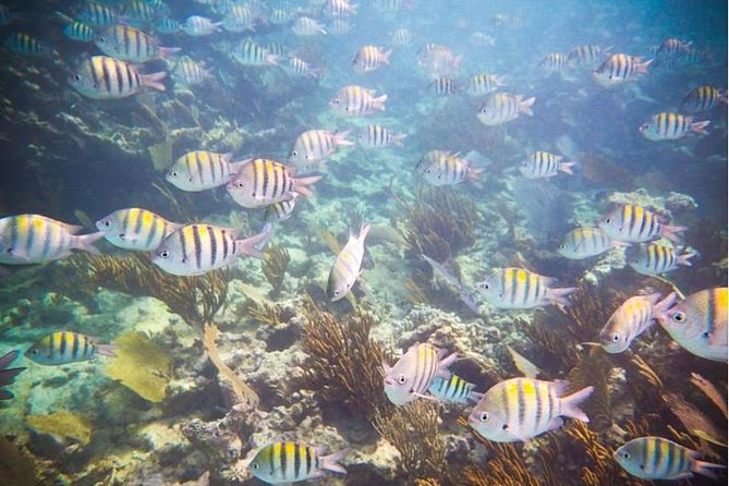 4H 42' Azimut Yacht All-Inclusive from Tulum & Playa del Carmen. - In-Ha snorkeling: calm reef water, turtles, and an easy way to include kids