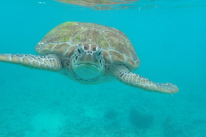 4H private 40' Yacht All-Inclusive in Tulum & Playa del Carmen - In-Ha Reef snorkeling: what you can expect to see