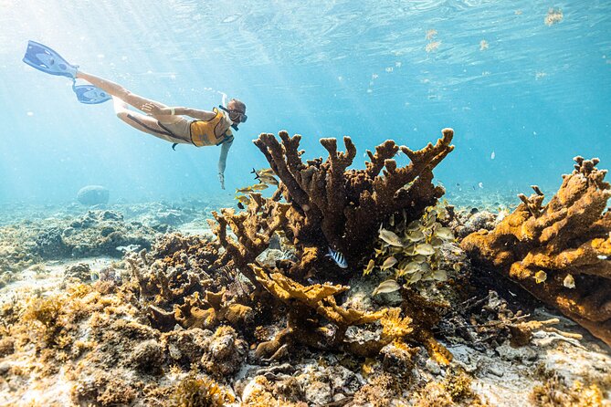 5-in-1 Cancun Snorkeling: Turtles, Reef, Musa, Shipwreck, Cenote - Reef and Sea Turtle Focus: What You Can Expect Off Cancun