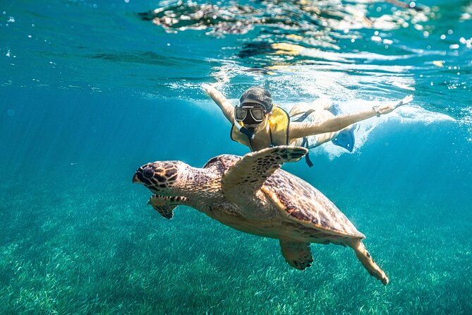5-in-1 Cancun Snorkeling: Turtles, Reef, Musa, Shipwreck, Cenote - Transportation and Timing: How to Keep the Day Stress-Free