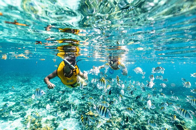 5-in-1 Cancun Snorkeling: Turtles, Reef, Musa, Shipwreck, Cenote - Stop 1: Your First Snorkel in Shallow, Calm Water