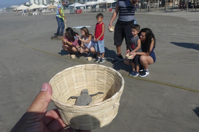 6Hr Cruise or Hotels City Tour, Divers, Baby Turtles Peace Chapel - Playa de Barra Vieja: Baby Turtle Release on the Beach