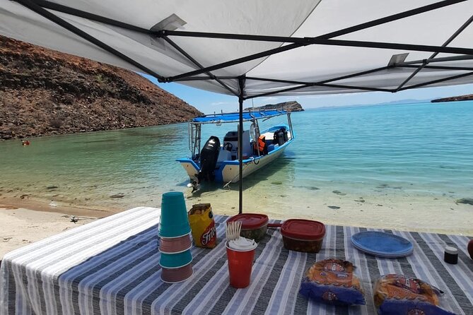 Adventure to Espiritu Santo Island: Snorkel with Sea Lions and Beach - Lunch on the Beach: Ceviche, Vegan Options, and the Seagull Factor