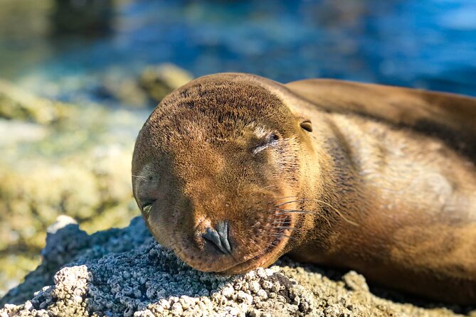 Adventure to Espiritu Santo Island: Snorkel with Sea Lions and Beach - The Boat Ride: How to Make the Time Feel Shorter