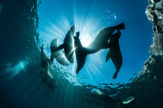 Adventure to Espiritu Santo Island: Snorkel with Sea Lions and Beach - Best For Who: Matching the Tour to Your Style