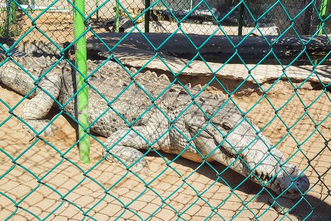 Afro-Mex Village Experience -Horseback Ride -Turtle Hatch & Crocs - Who Should Book This Afro-Mex Horse, Turtle, and Crocodile Combo