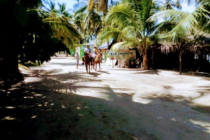 Afro-Mex Village Experience -Horseback Ride -Turtle Hatch & Crocs - Baby Turtle Liberation: The Meaningful Part, With Timing You Should Respect