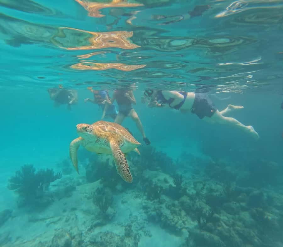 Akumal Beach: Ecologic Turtle Snorkeling Tour & Gopro Photos - Akumal Turtle Circuit: why this snorkeling feels more like nature time than a show