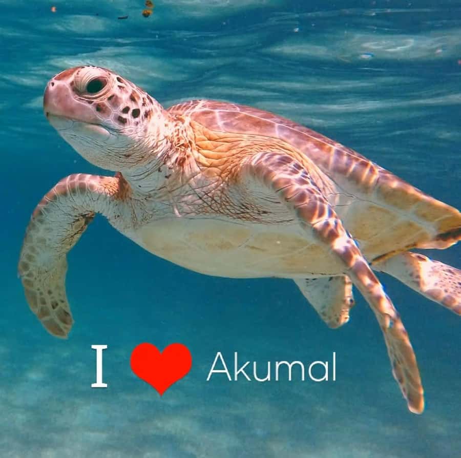 Akumal Beach: Ecologic Turtle Snorkeling Tour & Gopro Photos - Getting there from Seven Eleven Akumal and nailing your timing