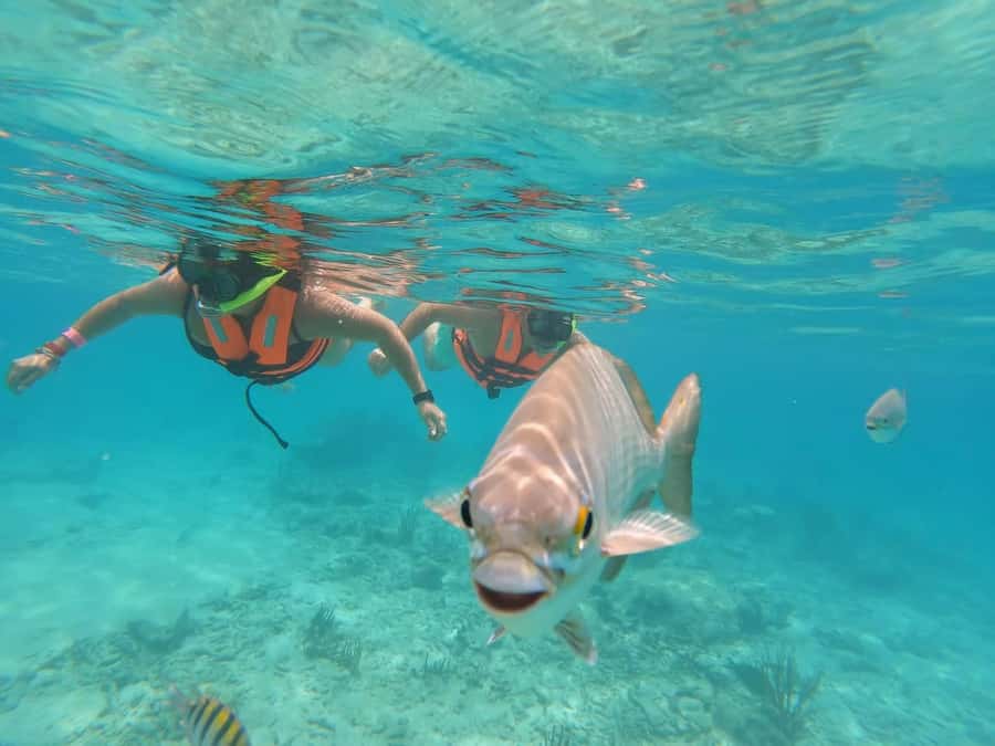 Akumal Beach: Ecologic Turtle Snorkeling Tour & Gopro Photos - GoPro photos and WhatsApp delivery: included memories with one big condition
