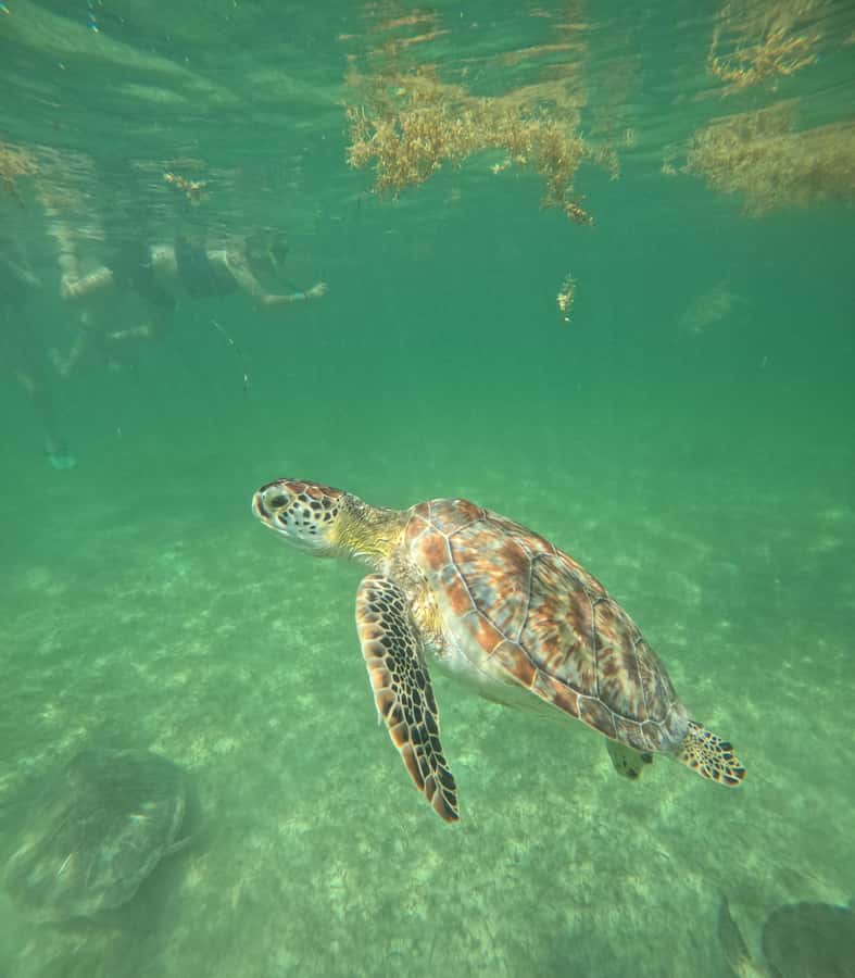 Akumal Beach: Ecologic Turtle Snorkeling Tour & Gopro Photos - Value and price: why $43 makes sense for what you get