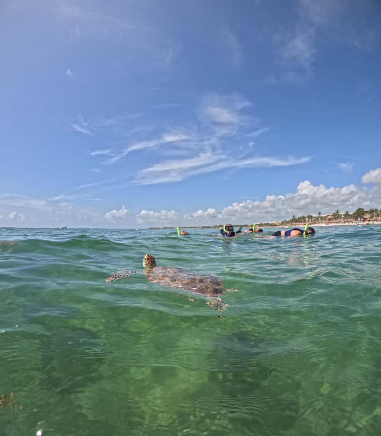 Akumal Beach: Ecologic Turtle Snorkeling Tour & Gopro Photos - Who should book this turtle snorkeling tour, and who should skip it