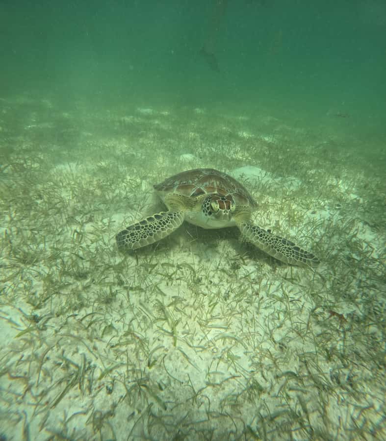 Akumal Beach: Ecologic Turtle Snorkeling Tour & Gopro Photos - Should you book the Akumal Beach turtle snorkeling tour?