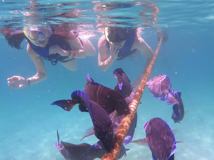 Akumal Beach: Ecologic Turtle Snorkeling Tour & Gopro Photos - Before you swim: life vest rules, snorkel setup, and what actually matters