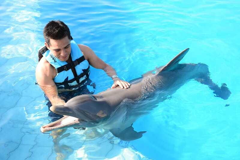 Akumal: Dolphin Encounter - Dolphins, games, and the kind of fun that works for kids
