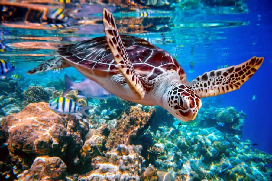 Akumal: Snorkel with Marine Fauna and an Expert Guide - Key things to know before you book