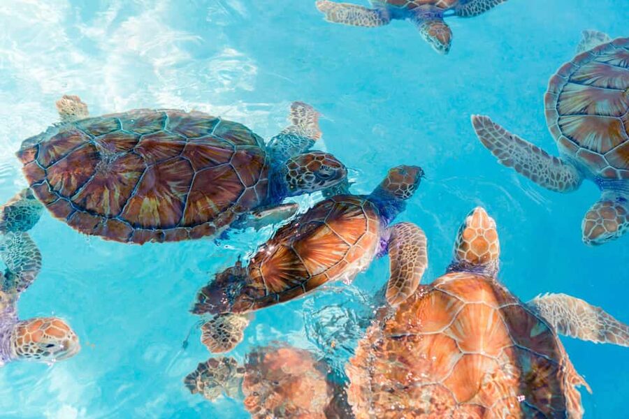 Akumal: Snorkel with Marine Fauna and an Expert Guide - Tsúuk Akumal Natural Park: why sea turtles show up here
