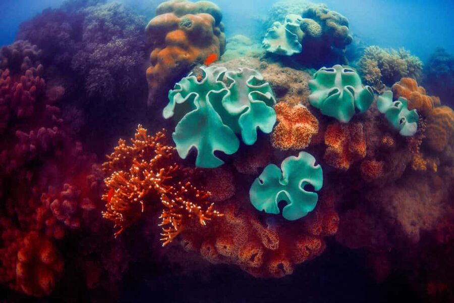 Akumal: Snorkel with Marine Fauna and an Expert Guide - The marine life you can expect in Akumal Bay