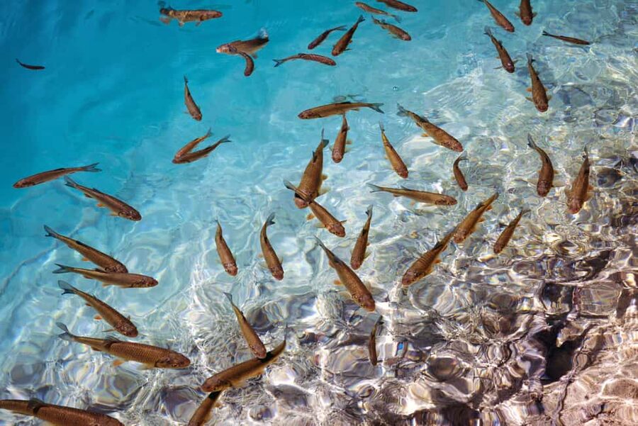 Akumal: Snorkel with Marine Fauna and an Expert Guide - How the guide keeps it safe and respectful