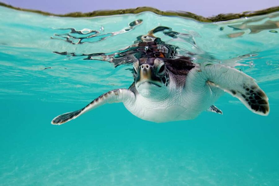 Akumal: Snorkel with Marine Fauna and an Expert Guide - Gear and packing tips that make a real difference