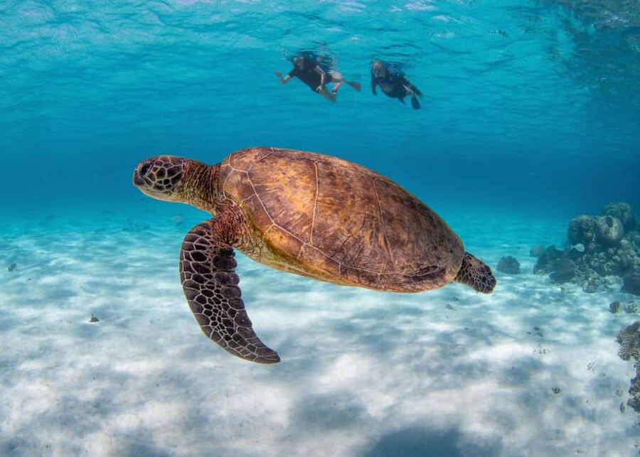 Akumal: Snorkel with Marine Fauna and an Expert Guide - Should you book this turtle snorkeling tour?