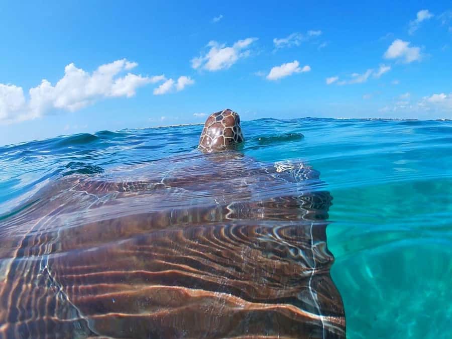 Akumal: Swim with Sea Turtles and Coral Reefs. - Key points before you go