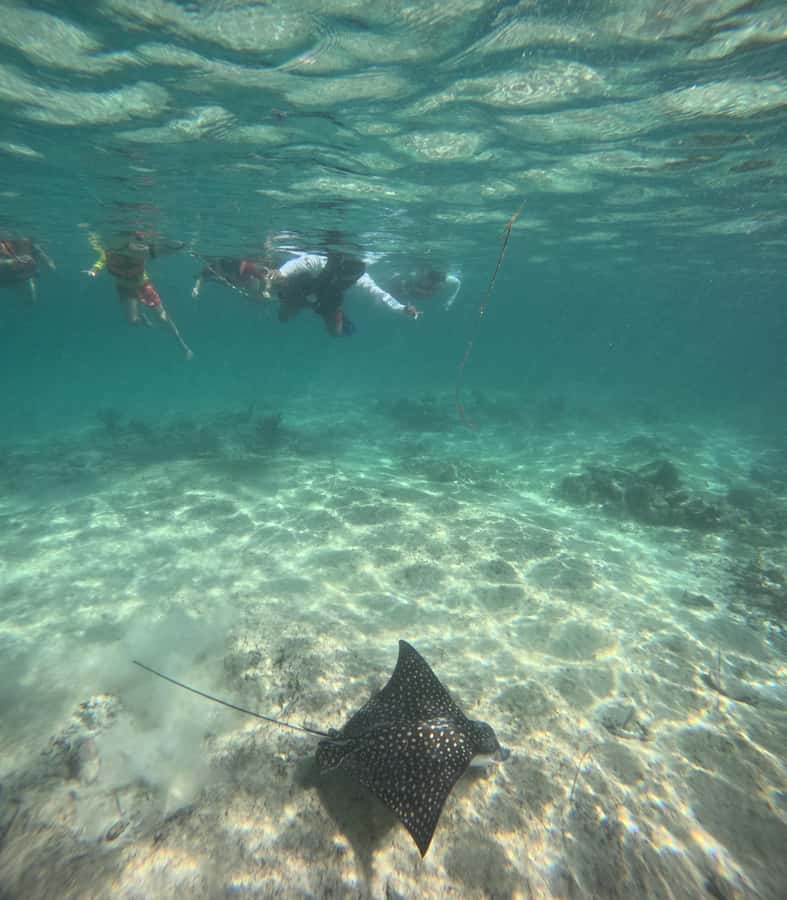 Akumal: Swim with Sea Turtles and Coral Reefs. - Price and Value: Is $37 a Good Deal?